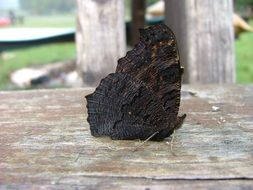 charming black butterfly on a wooden surface on blurred background