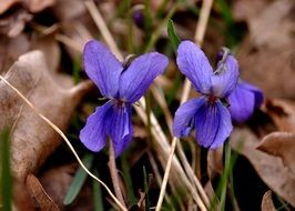 photo of the wild purple violas