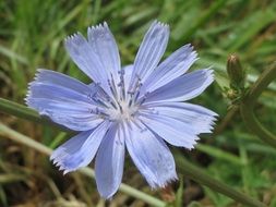 purple common chicory flower wildflower