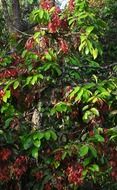 shorea roxburghii vegetation