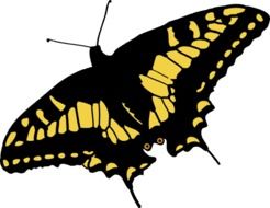 graphic image of a black butterfly with yellow spots