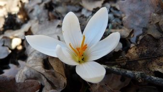 white crocus and autumn foliage