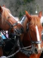 horses carriage outdoor portrait