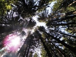 View from the bottom of forest trees
