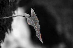 black white autumn leaf closeup