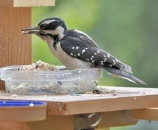 cute woodpecker feeding closeup portrait