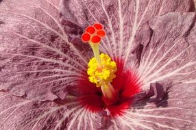 hibiscus is an exotic flower