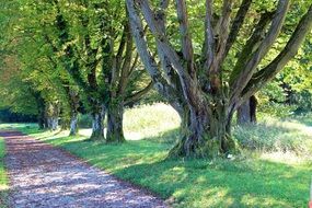 trees near the trail in the park