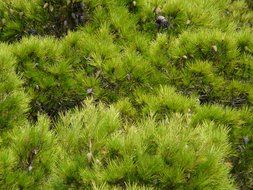 pine tree with needles