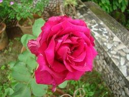 bright pink rose in the garden close-up