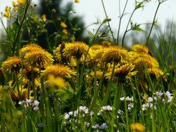 a lot of white dandelions in the meadow