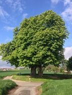 chestnut tree in sunny day