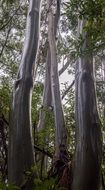 gum trees eucalypts wet rain