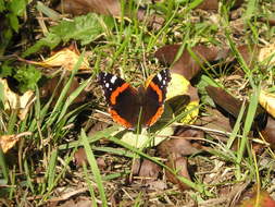 orange butterfly on dry foliage under the bright sun