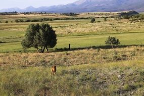 vizsla dog on meadow in scenic countryside, usa, colorado