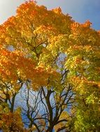 bright autumn foliage at sky
