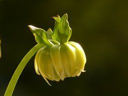 bud of a dahlia close up