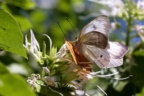 two brown butterflies on a flower