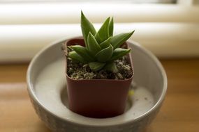 gentle and cute cactus