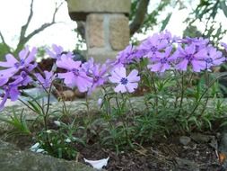 tiny purple garden flowers