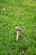 Mushroom on grass
