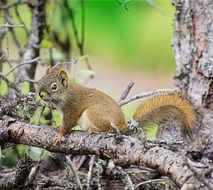 squirrel on a wood