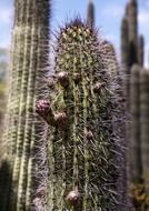 Tall cactus in Arizona