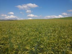 green barley field in summer