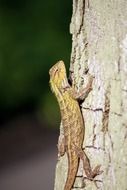 Yellow lizard on the tree