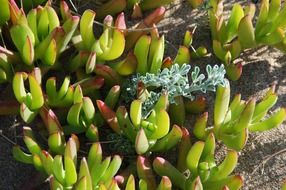 Green plants on the beach