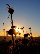 flowers sun silhouette and golden sky