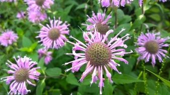 green bush with pale purple flowers in a botanical garden