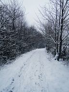 narrow road in the winter snowy forest
