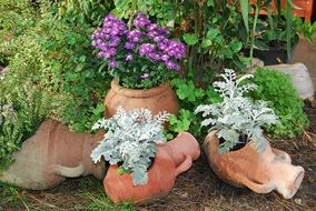 flowers are planted in amphoras