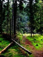 fallen trees in the forest