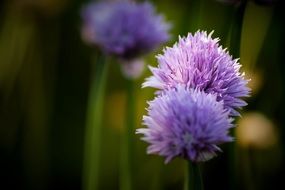 purple flowering green onions