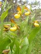 women shoe orchids