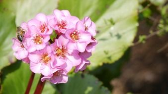 bergenia cordifolia