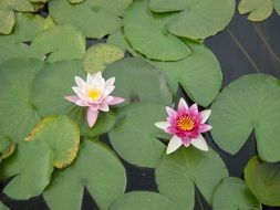 pink water lilies on the pond