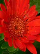 red gerbera flower with green leaves