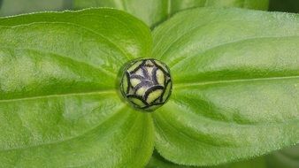 indoor bud on a green plant in the gardenr