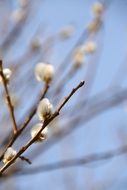 willow branches with cats in spring