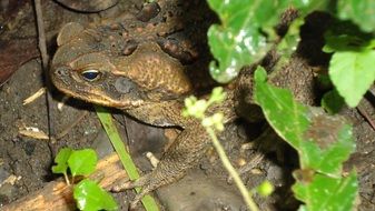 toad warts big