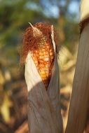 ripe corn on the field