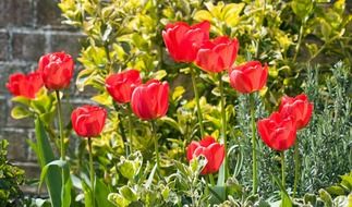 red tulip flowers sunny scenic