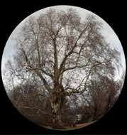 tree picture in a circle