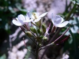 white flowers with buds close up