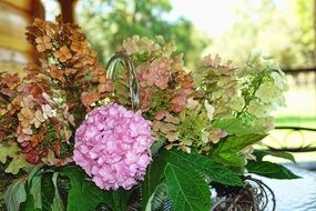 Beautiful hydrangea flower