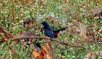 indian robin