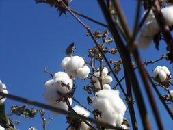 cotton on the branches